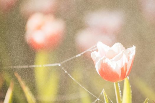 Red white Tulip flower in close up