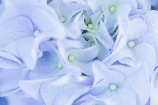 hydrangea flower in close up with pastel blue colors