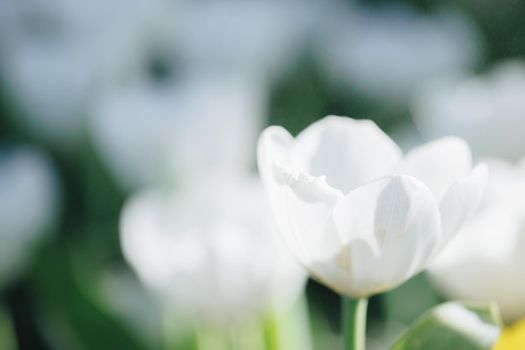 White Tulip flower in close up