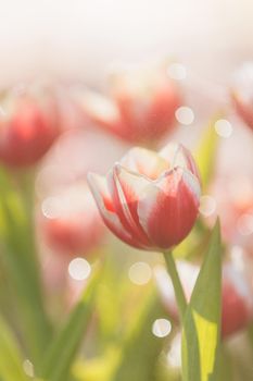 Red white Tulip flower in close up