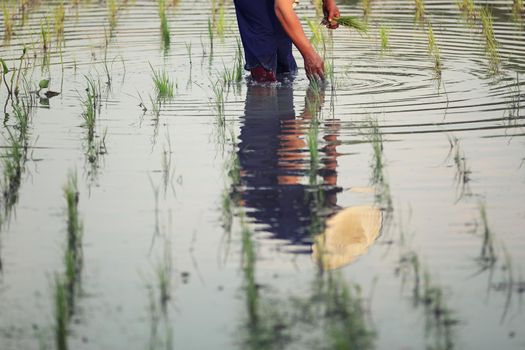 Farmer rice planting on water