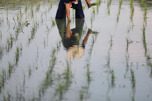 Farmer rice planting on water