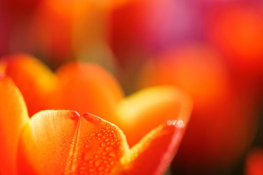 Orange Tulip flower in close up with raindrop