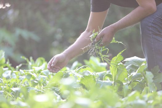 Male legs and hands Weed Out plant gardening in home garden