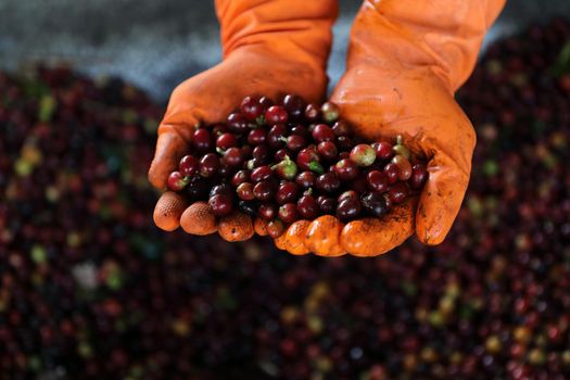 Raw coffee beans in the hand