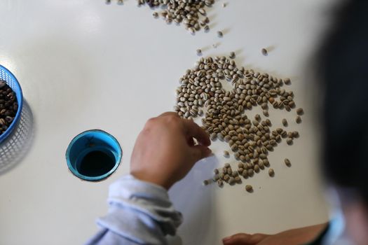 Workers Hands choosing coffee beans at coffee factory