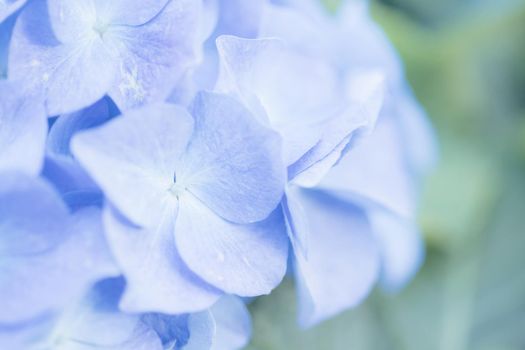 hydrangea flower in close up with pastel blue colors