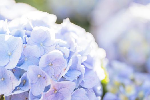 Hydrangea flower in close up with sunlight