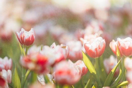 Red white Tulip flower in close up