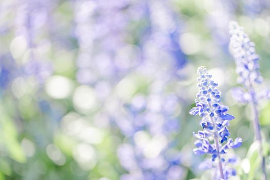 close up of lavender flowers in pastel blue color