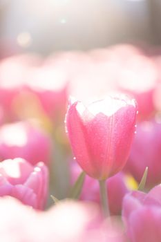 Red white Tulip flower in close up