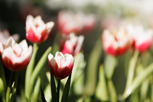 Red white Tulip flower in close up