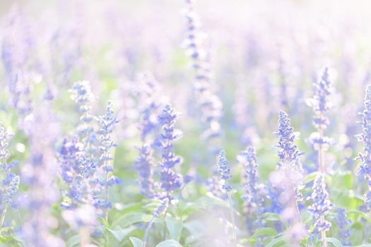 close up of lavender flowers in pastel blue color