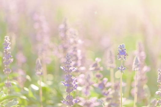 close up of lavender flowers in pastel blue color