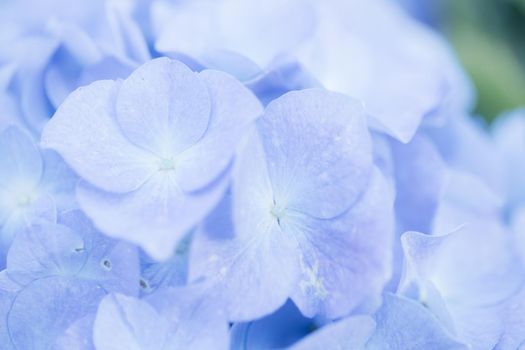 hydrangea flower in close up with pastel blue colors