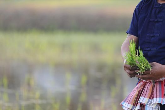 Farmer rice planting on water