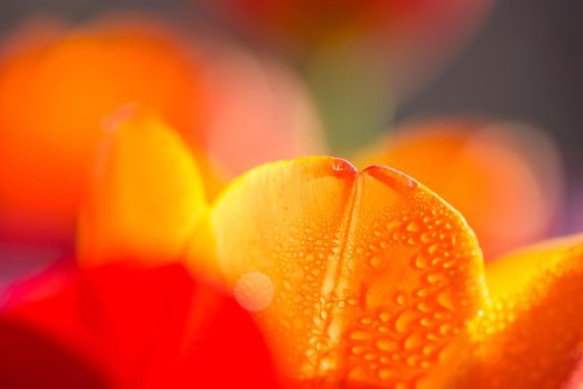 Orange Tulip flower in close up with raindrop