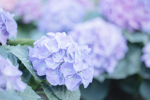 hydrangea flower in close up with pastel blue colors