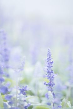 close up of lavender flowers in pastel blue color