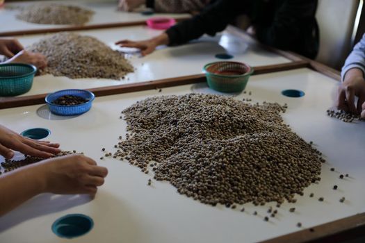 Workers Hands choosing coffee beans at coffee factory