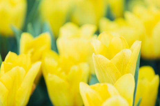 Yellow Tulip flower in close up