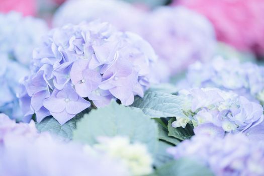 hydrangea flower in close up with pastel blue colors