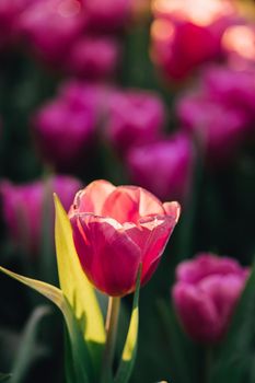 Red white Tulip flower in close up