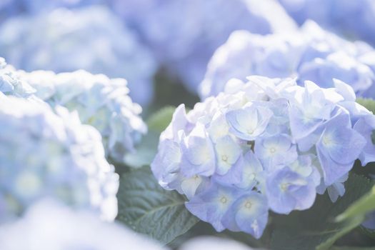 Hydrangea flower in close up with sunlight