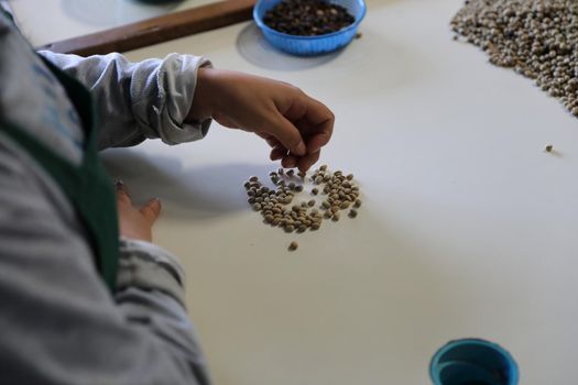 Workers Hands choosing coffee beans at coffee factory
