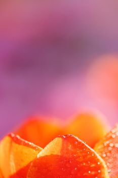 Orange Tulip flower in close up with raindrop