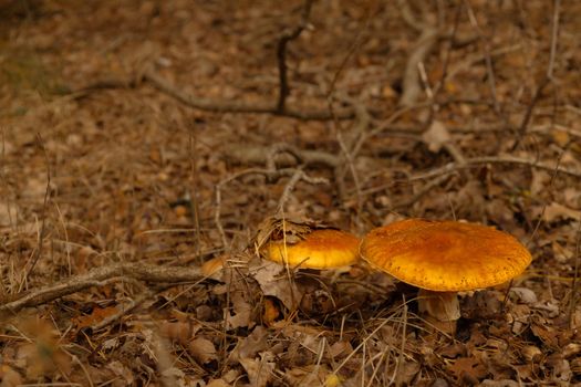 Close-up of mushrooms in the autumn forest. High-quality photo