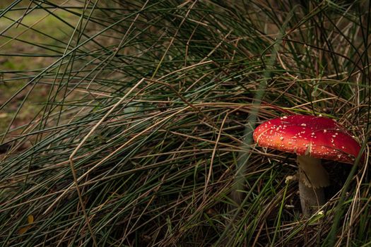 Close-up of beautiful red fly mushroom in the grass. High-quality photo