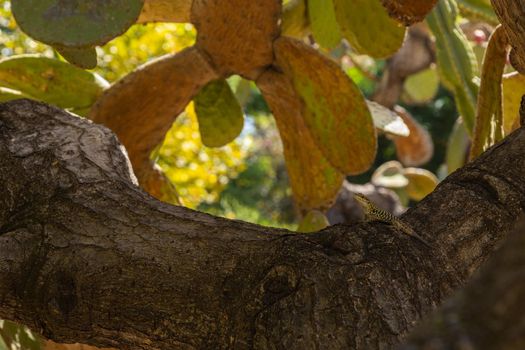 Small lizard climb on the branch of wood. High-quality photo