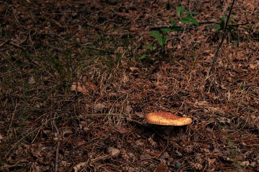 Close-up of mushrooms in the autumn forest. High-quality photo