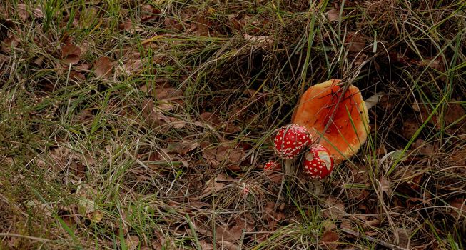 Close-up of beautiful red fly mushrooms in the grass. High-quality photo