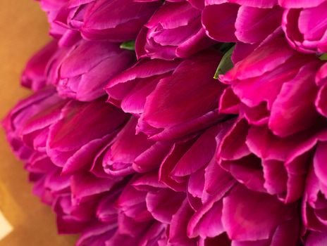 pink Tulip varieties Barcelona close-up. fresh bouquet of tulip buds. Close-up petals. selective focus. High quality photo