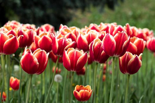 selective focus. white-red Tulip varieties La Mancha close-up. fresh bouquet of tulip buds. Close up petals. flower field. High quality photo