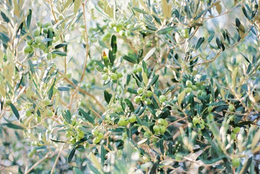 Green olives grow densely on tree branches. High quality photo