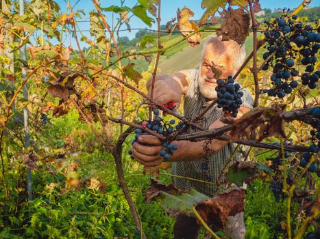 old bearded man harvesiting for wine production