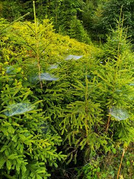 Small trees and bushes next to mountain trail full of spiders web with morning dew