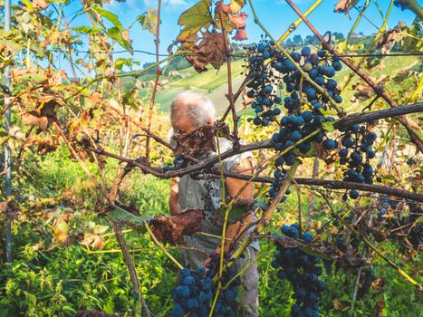 old bearded man harvesiting for wine production