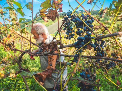 old bearded man harvesiting for wine production