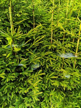 Small trees and bushes next to mountain trail full of spiders web with morning dew