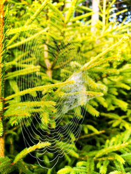 Small trees and bushes next to mountain trail full of spiders web with morning dew