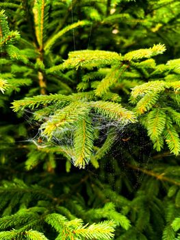 Small trees and bushes next to mountain trail full of spiders web with morning dew