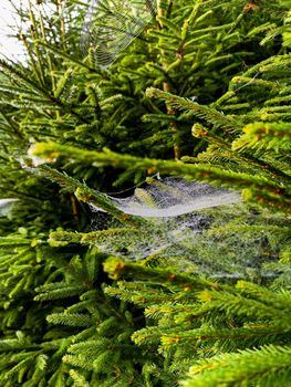 Small trees and bushes next to mountain trail full of spiders web with morning dew