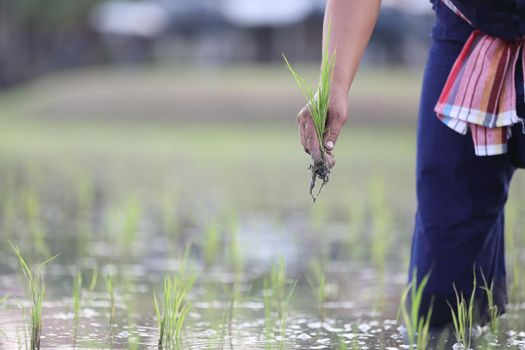 Farmer rice planting on water