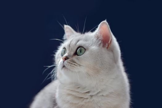 Adorable white British cat sits on a black background, looks to the side . Close up. Copy space