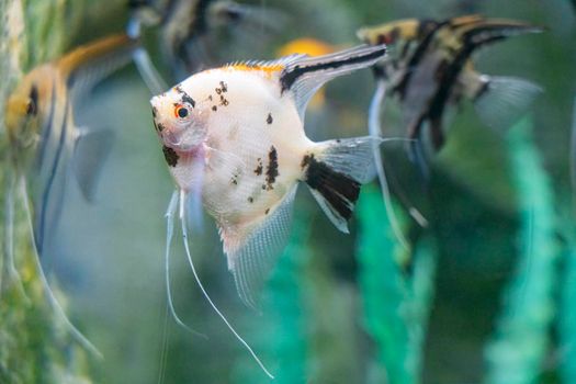 beautiful sea fish in the aquarium close-up. photo