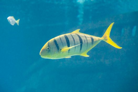 beautiful sea fish in the aquarium close-up. photo